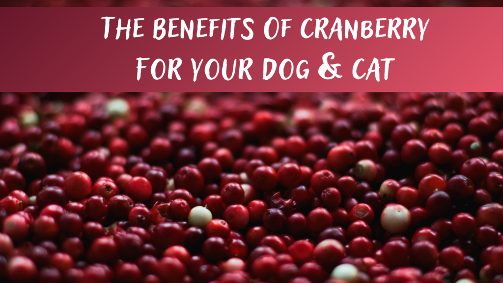 Can cats eat dried cranberries best sale